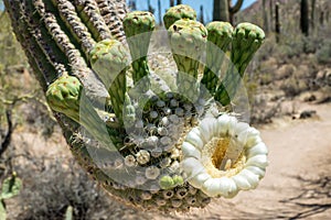 Saguaro Cactus Blossoms