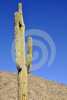 Saguaro Cactus with Blue Background