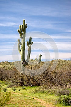 Saguaro cactus with blue cirrus cloud sky background in the Salt River desert area near Scottsdale Arizona USA