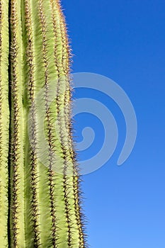 Saguaro cactus and blue sky