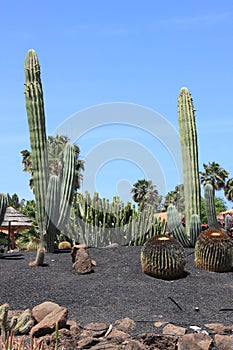Saguaro Cactus on a botanical garden