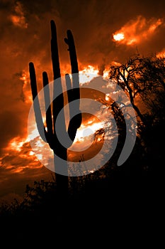 Saguaro Cactus Cacti Arizona Desert