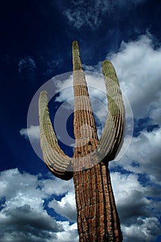 Saguaro Cactus Cacti Arizona Desert