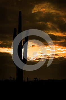 Saguaro Cactus Cacti Arizona Desert