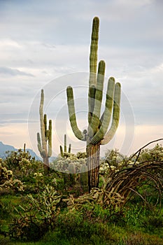 Saguaro Cactus Cacti Arizona Desert