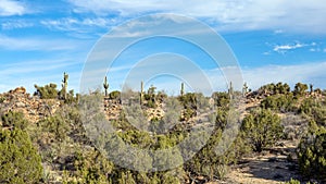 Saguaro Cactus, Carnegiea gigantea, along a mountain top in the Arizona desert.