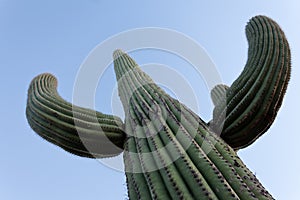 Saguaro Cactus Carnegiea gigantea blue desert sky photo