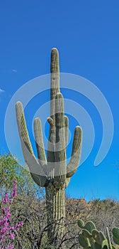 Saguaro Cactus Carnegiea Gigantea at Boyce Thompson Arboretum. Superior, Pinal County, Arizona USA