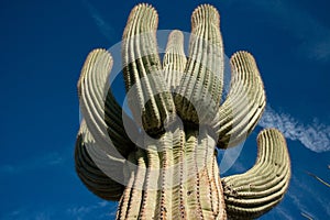 Saguaro Cactus (Carnegiea gigantea) in desert, giant cactus against a blue sky in winter in the desert of Arizona