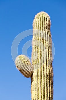Saguaro Cactus Carnegiea gigantea detail of side arm photo