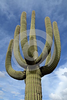 Saguaro Cactus (Carnegiea gigantea) with Many Arms