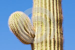 Saguaro Cactus Carnegiea gigantea side arm detail