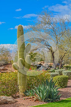 Saguaro Cactus Carnegiea Gigantea in the Sonoran Desert. Anthem, Maricopa County, Arizona USA