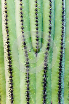 Saguaro Cactus Carnegiea gigantea spines abstract photo