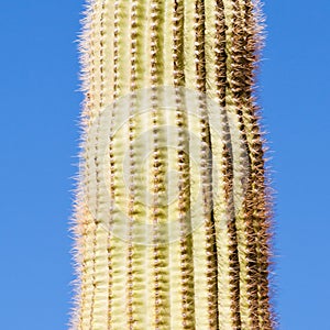 Saguaro Cactus Carnegiea gigantea spiny column