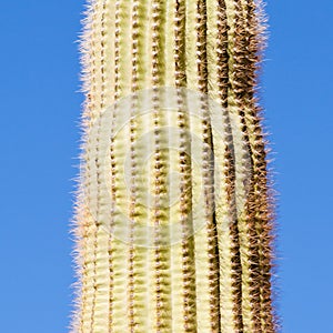 Saguaro Cactus Carnegiea gigantea spiny column photo