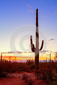 Saguaro cactus Carnegiea gigantea stands out against an evening sky, Arizona, United States photo