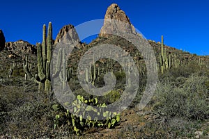 Saguaro cactus, carnegiea gigantea photo