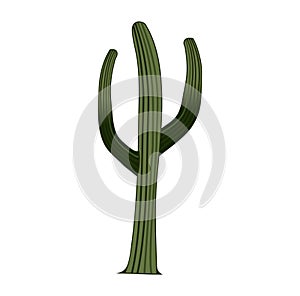 Saguaro Cactus cartoon design illustration