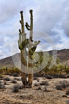 Saguaro Cactus cereus giganteus Arizona