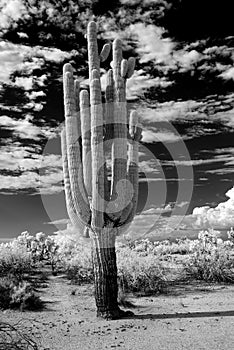 Saguaro Cactus cereus giganteus photo