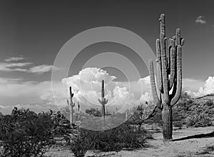 Saguaro Cactus cereus giganteus photo