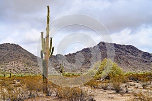 Saguaro Cactus cereus giganteus Sonora Desert