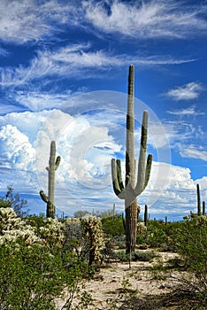 Saguaro Cactus cereus giganteus Sonora Desert photo