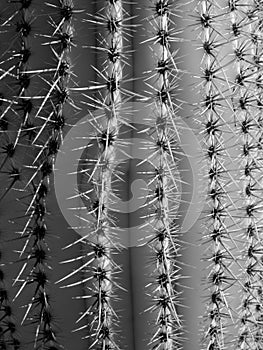 Saguaro Cactus close-up