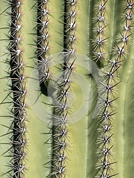 Saguaro Cactus, close up details