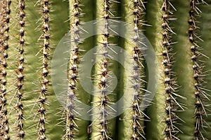 Saguaro Cactus Closeup