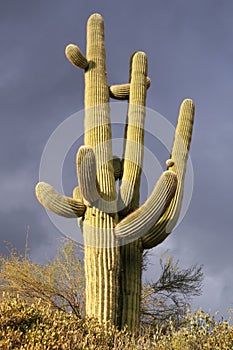 Saguaro Cactus and a dark stormy sky
