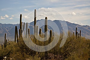 Saguaro Cactus Desert