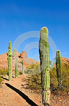 Saguaro cactus in desert