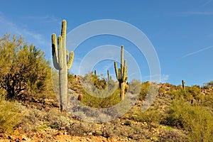 Saguaro cactus in desert