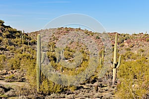 Saguaro cactus in desert