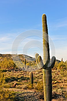 Saguaro cactus in desert