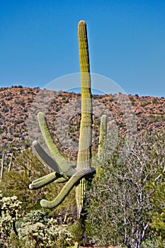 Saguaro cactus desert Arizona