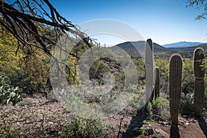 Saguaro cactus in the Desert