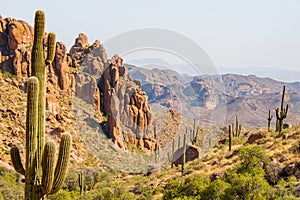 Saguaro cactus in desert environment in the Superstition Wilderness in the Superstition Mountains as seen from Peralta Canyon