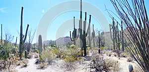 Saguaro cactus, Desert Garden, Phoenix, Arizona, United States