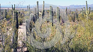 Saguaro cactus, Desert Garden, Phoenix, Arizona, United States