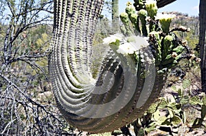 Saguaro cactus, Desert Garden, Phoenix, Arizona, United States