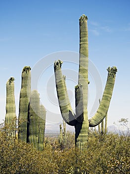 Saguaro cactus, Desert Garden, Phoenix, Arizona, United States