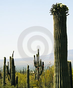 Saguaro cactus, Desert Garden, Phoenix, Arizona, United States