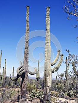 Saguaro cactus, Desert Garden, Phoenix, Arizona, United States