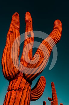 Saguaro Cactus in desert glows red and orange as sunsets