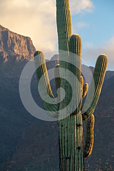 A Saguaro Cactus in Desert Landscape