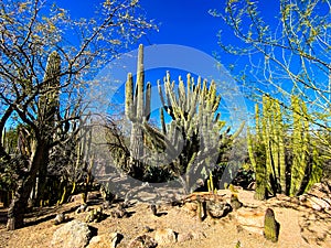 Saguaro cactus desert landscape