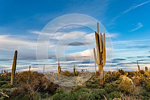 Saguaro cactus and desert landscape